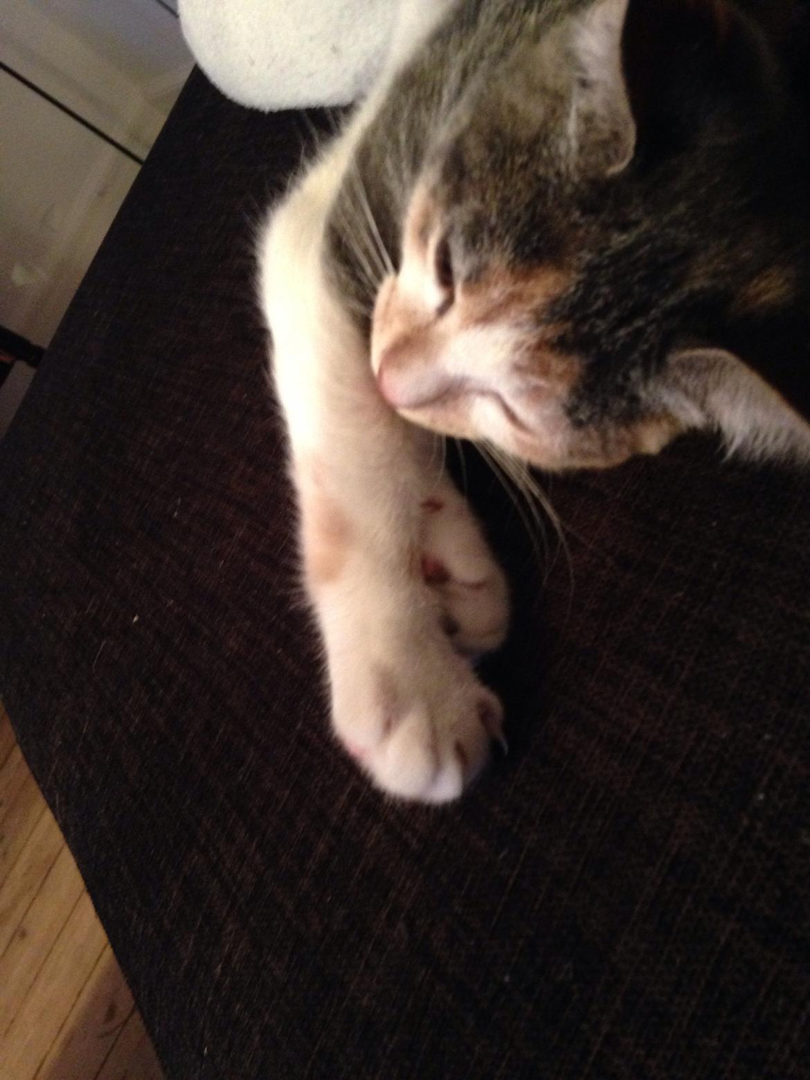 Huskat Fine billede 10