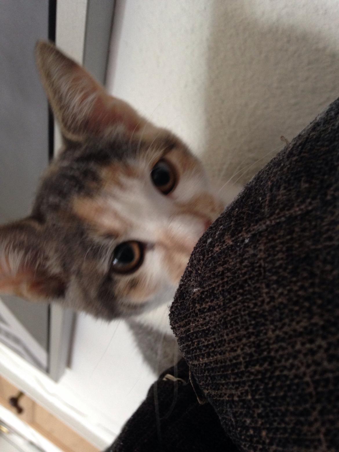 Huskat Fine billede 9