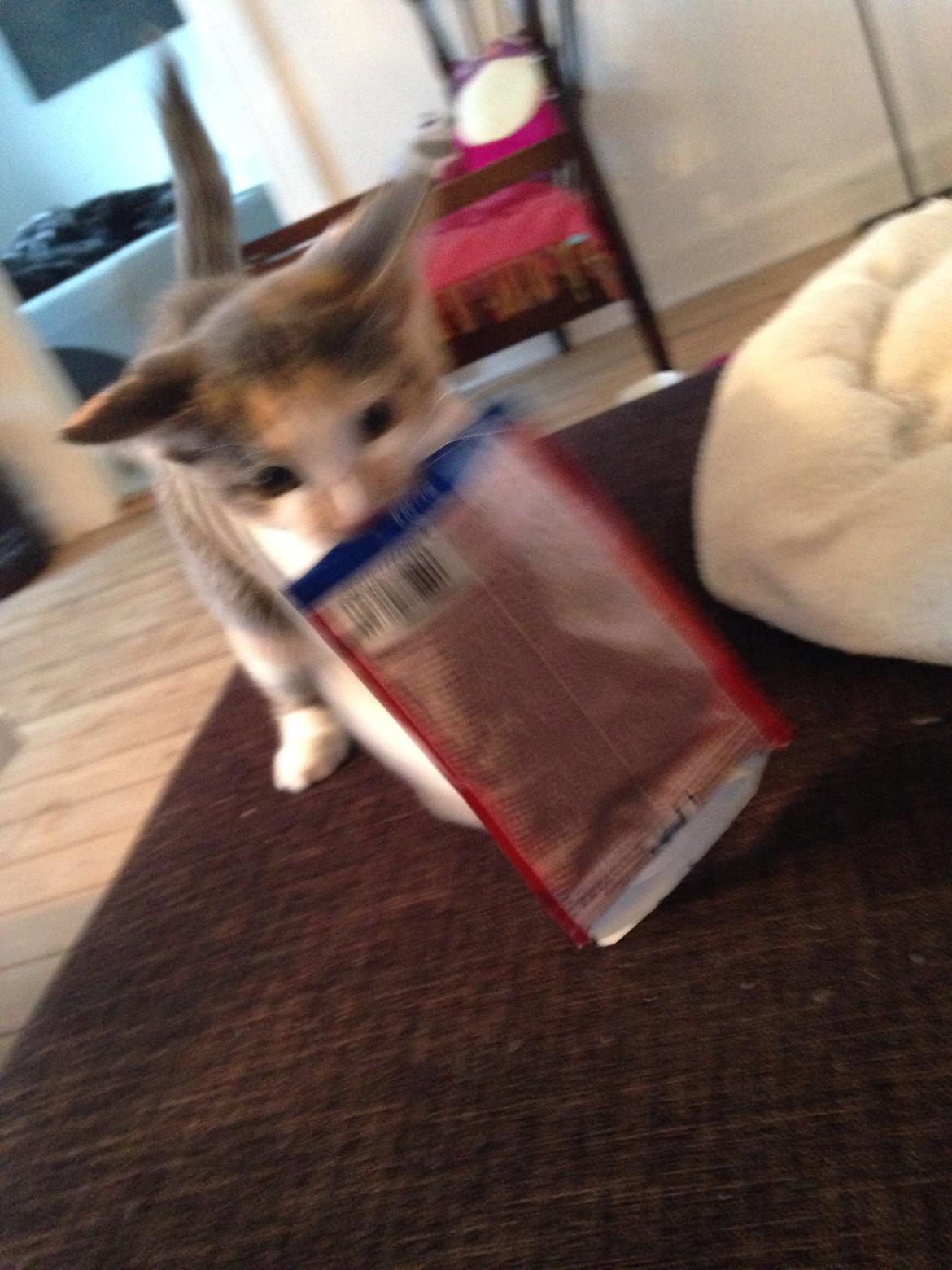 Huskat Fine billede 8