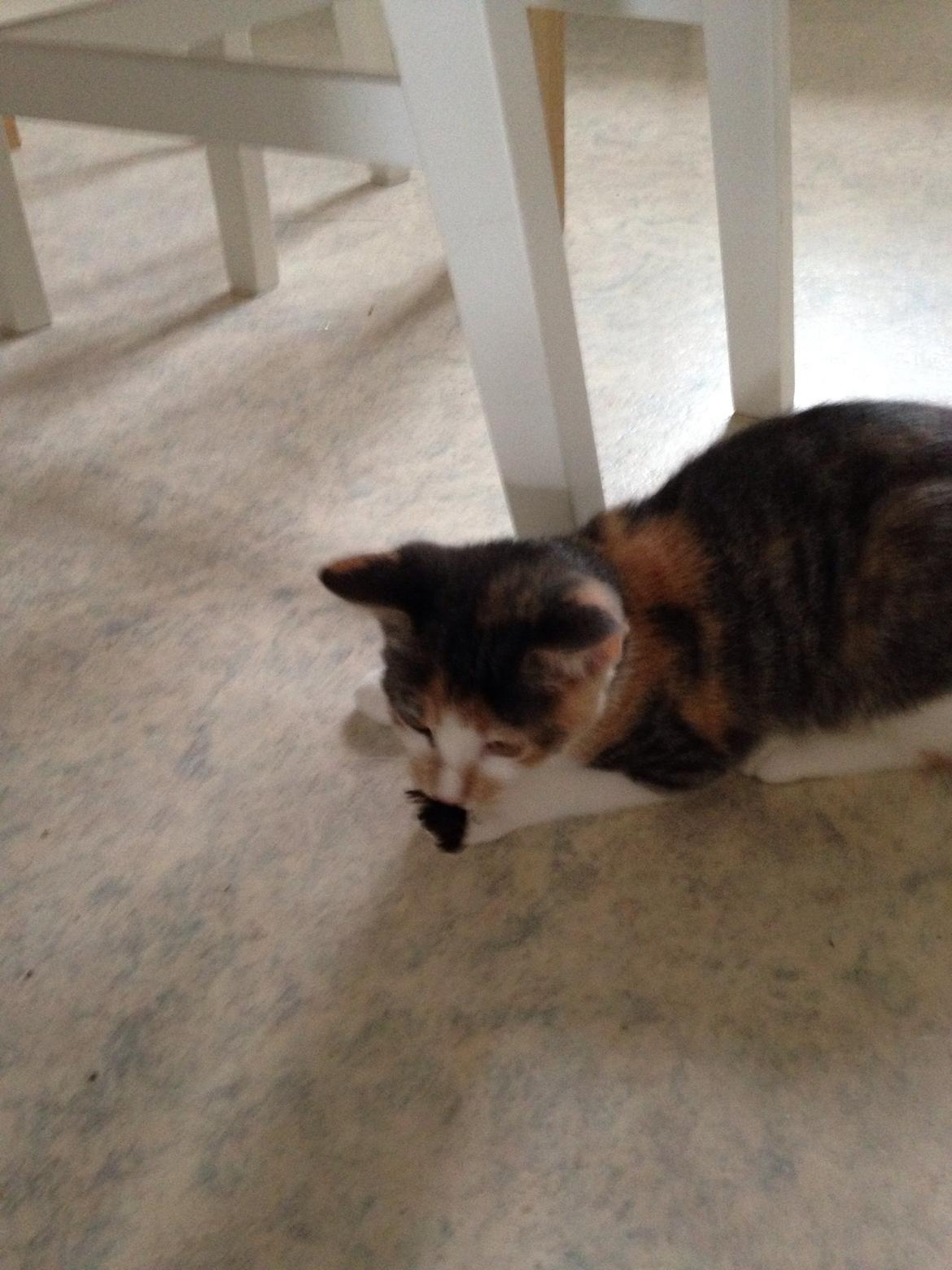 Huskat Fine billede 11