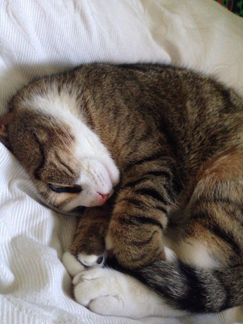 Blanding af racer Charlie billede 6