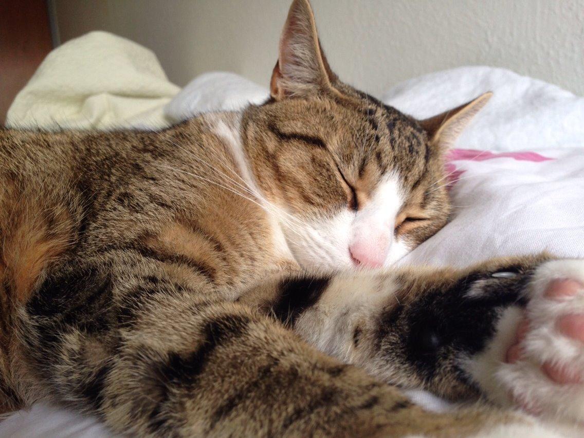 Blanding af racer Charlie billede 2