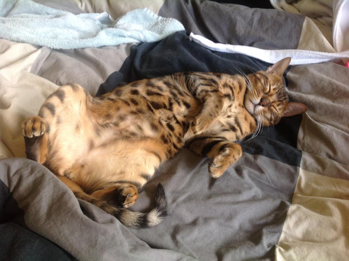 Bengal Lank's Wilda billede 1