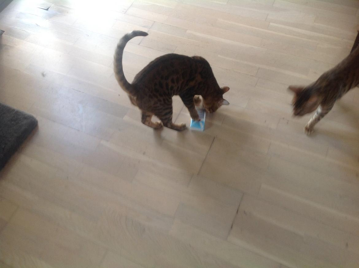 Bengal Lank's Wilda billede 2