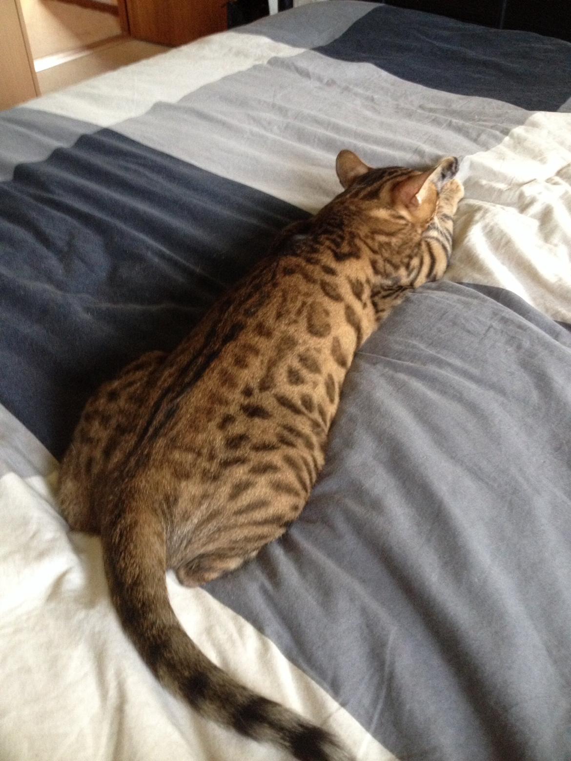 Bengal Lank's Wilda billede 3