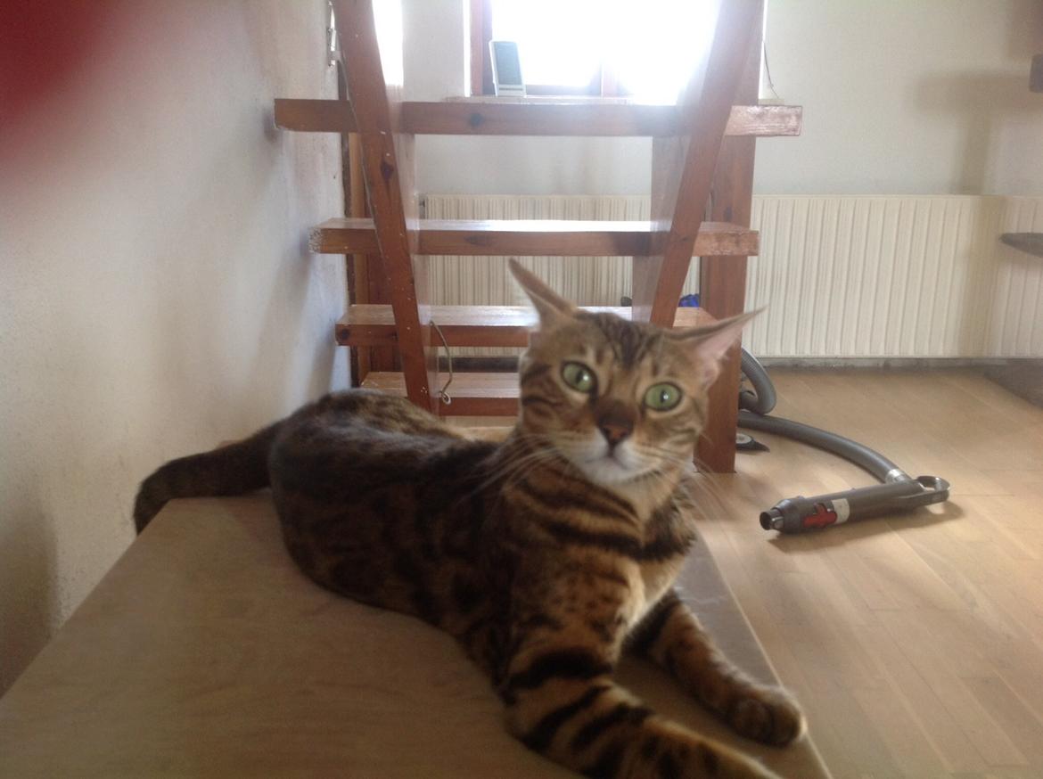 Bengal Lank's Wilda billede 4