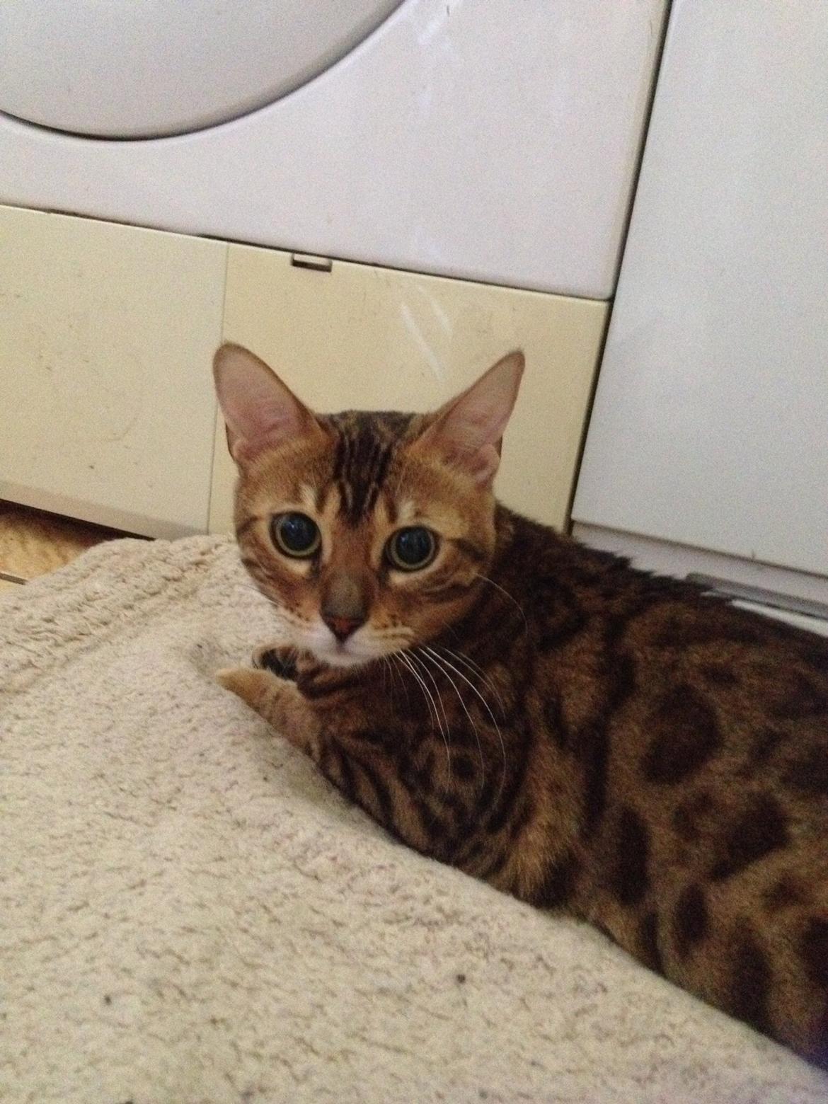 Bengal Lank's Wilda billede 5