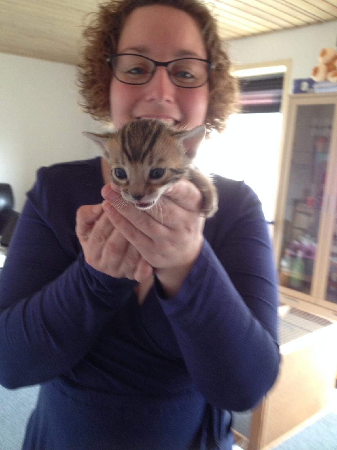 Bengal Lank's Emil billede 1