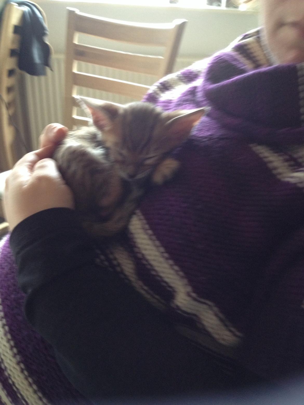 Bengal Lank's Emil billede 2