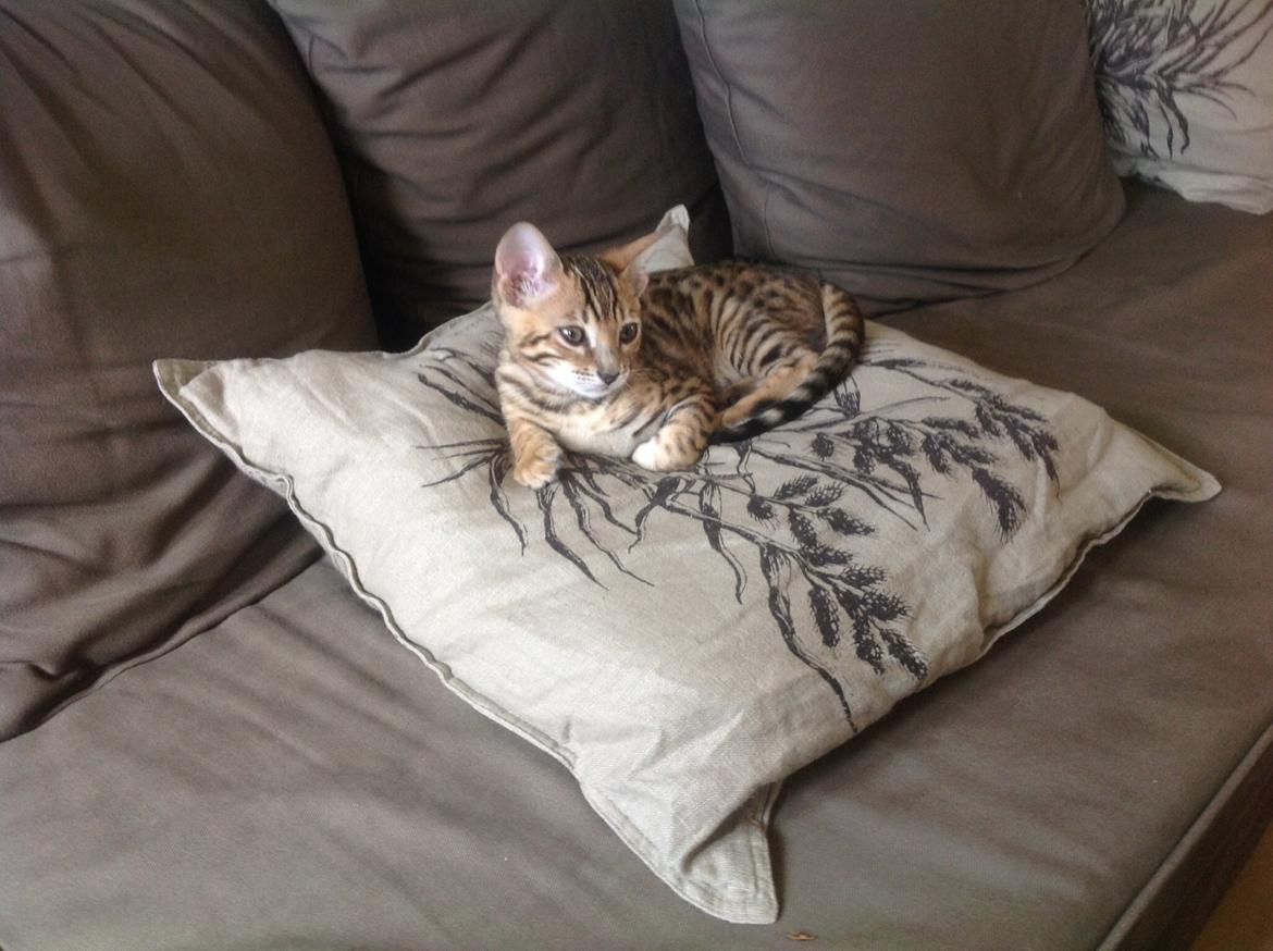 Bengal Lank's Emil billede 3