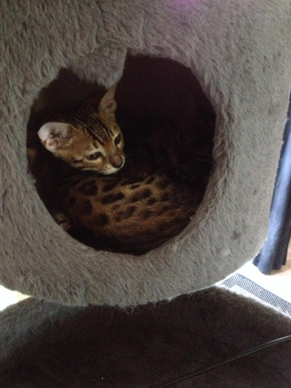 Bengal Lank's Emil billede 4