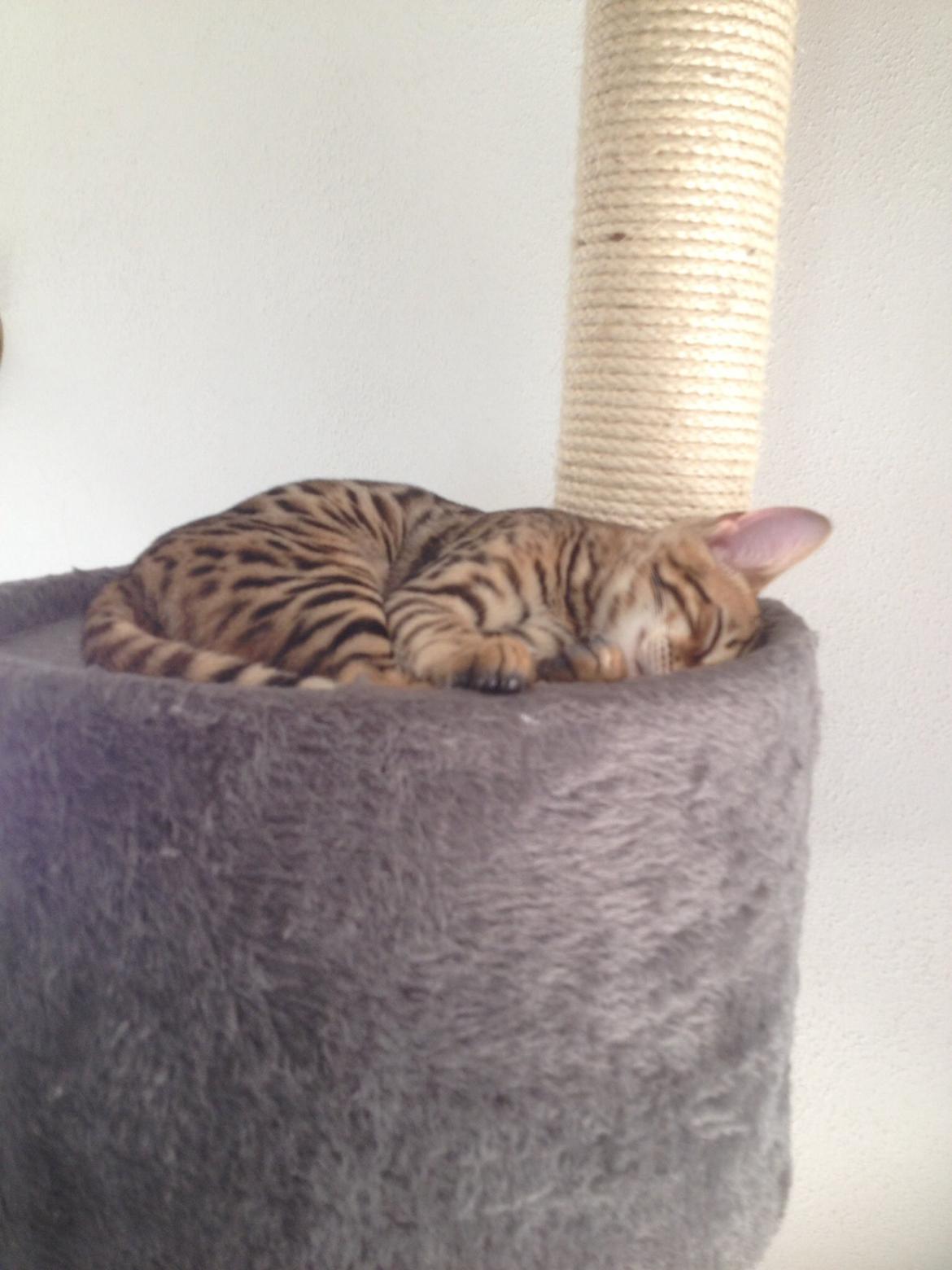 Bengal Lank's Emil billede 5