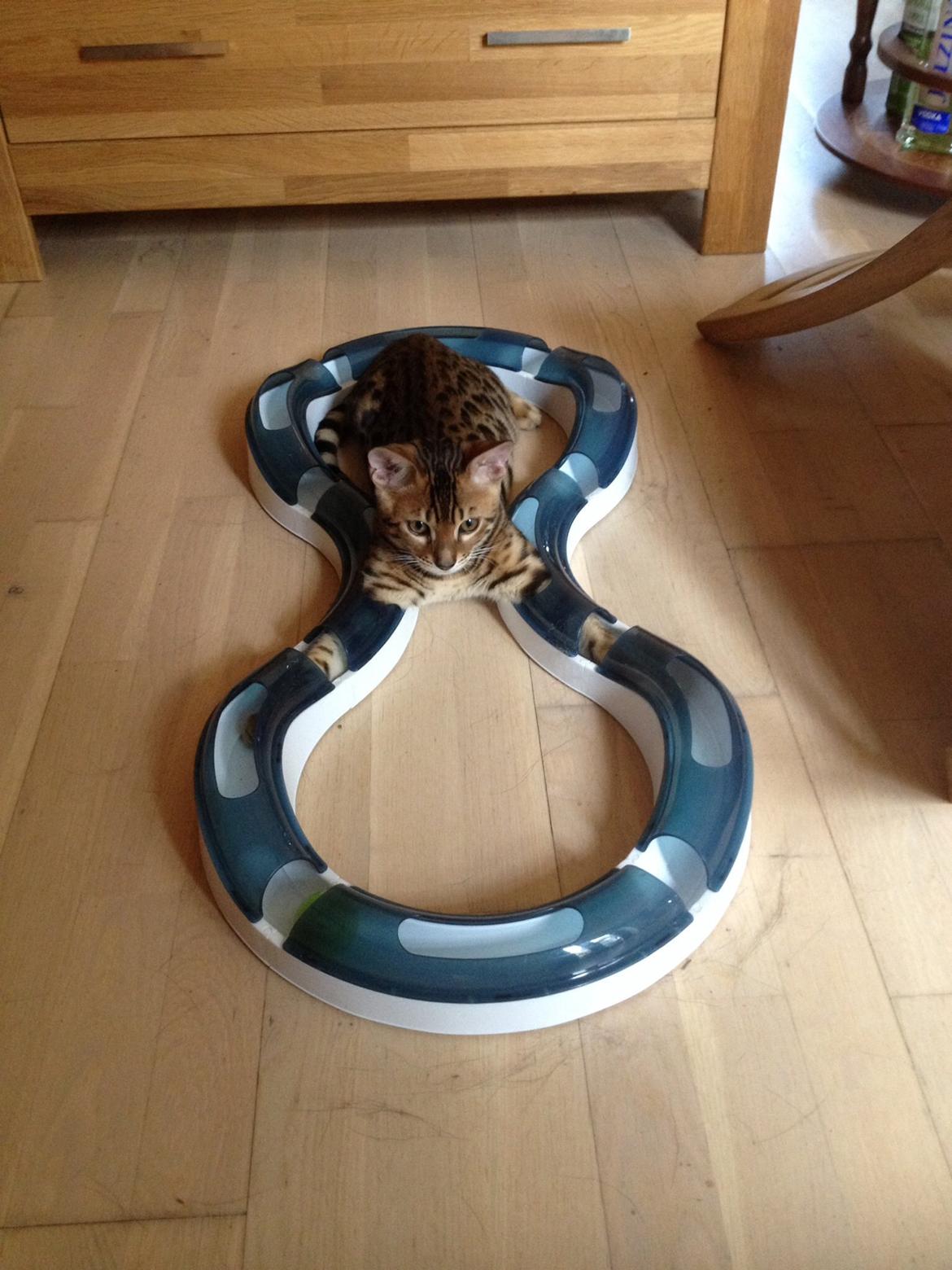 Bengal Lank's Emil billede 6