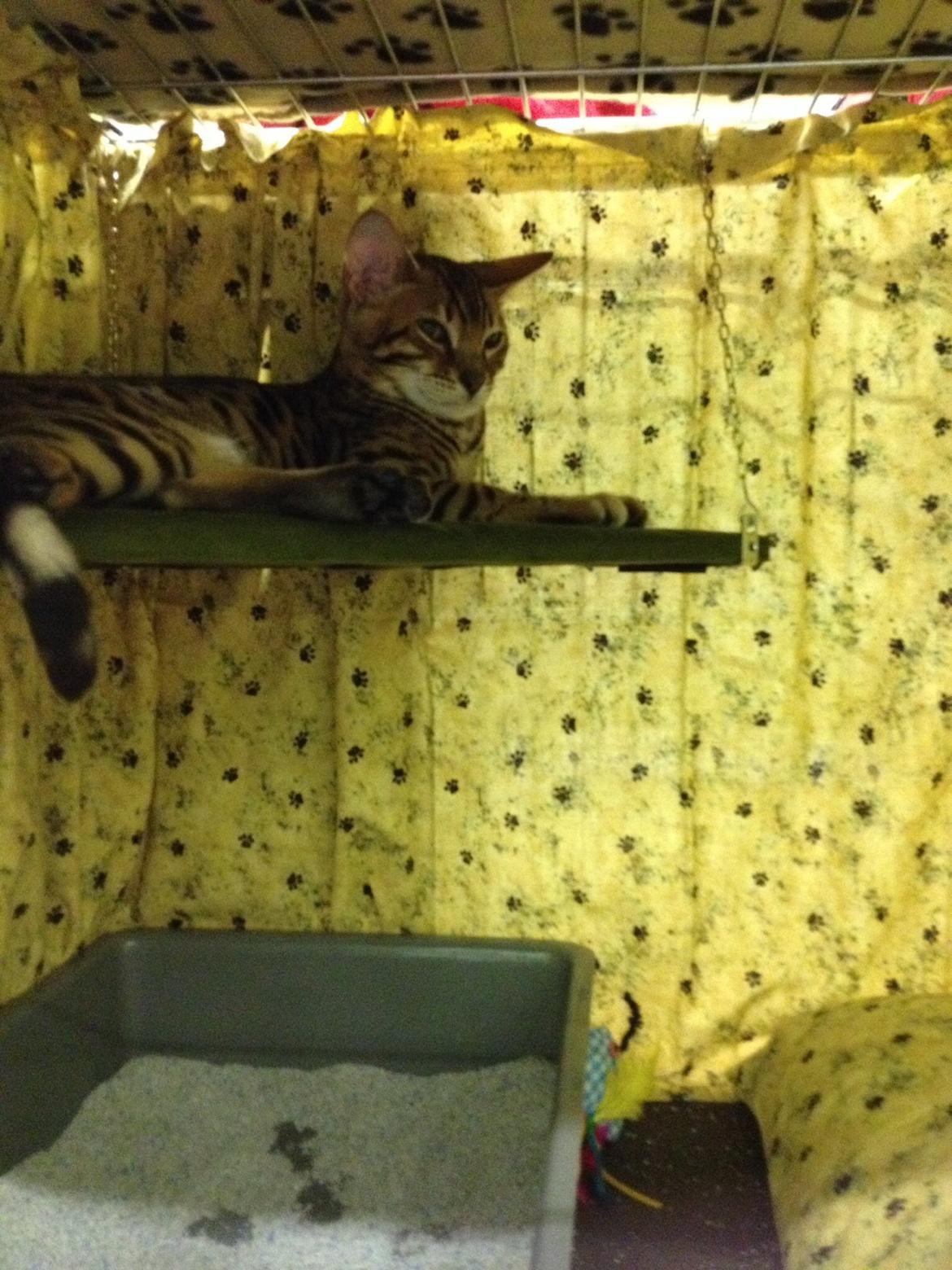 Bengal Lank's Emil billede 7