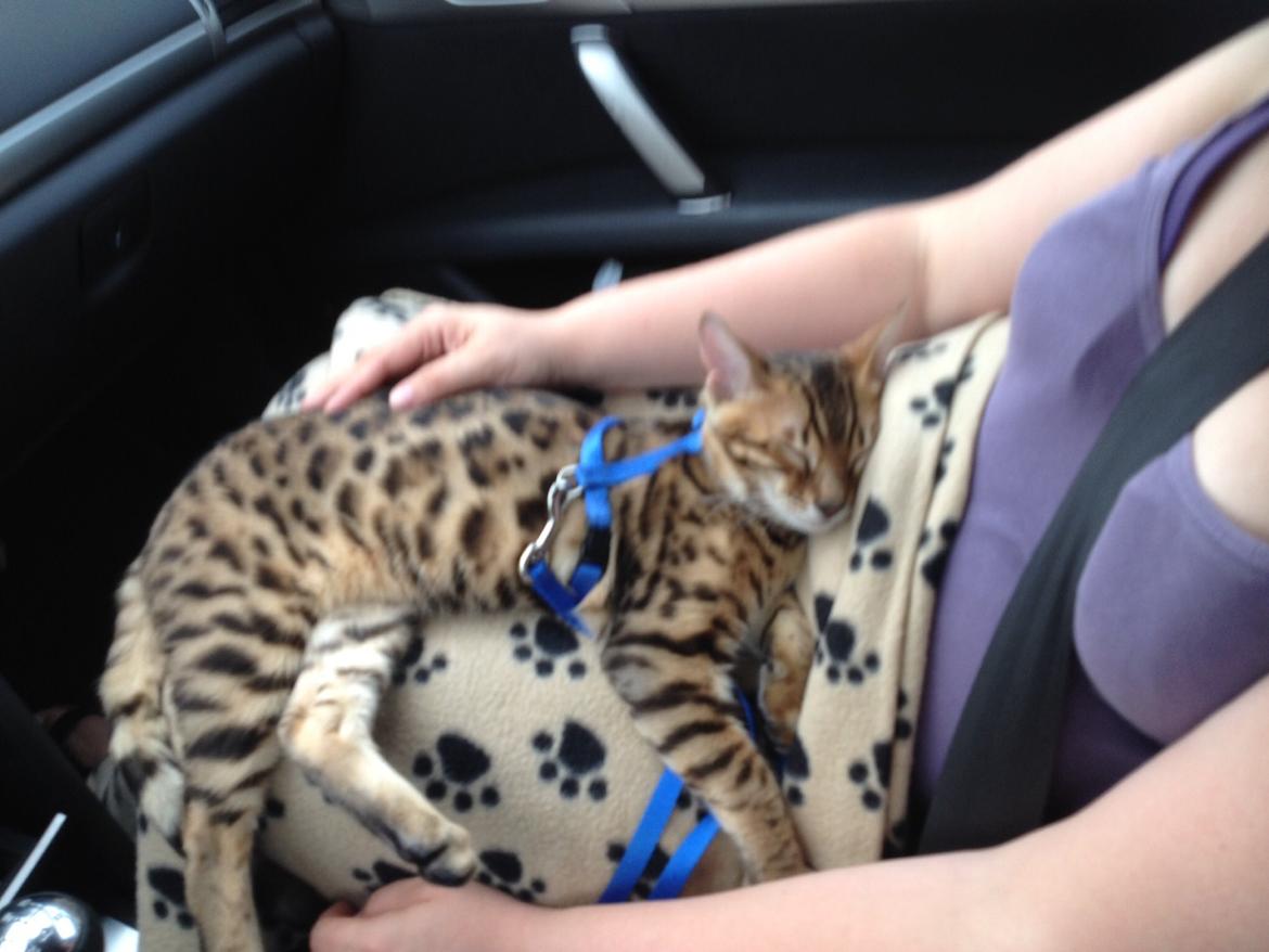 Bengal Lank's Emil billede 8