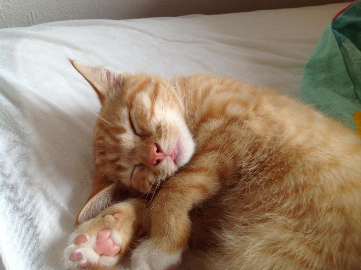 Huskat Cæsar billede 7