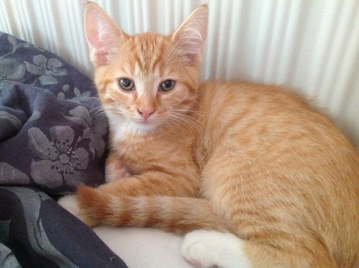 Huskat Cæsar billede 8