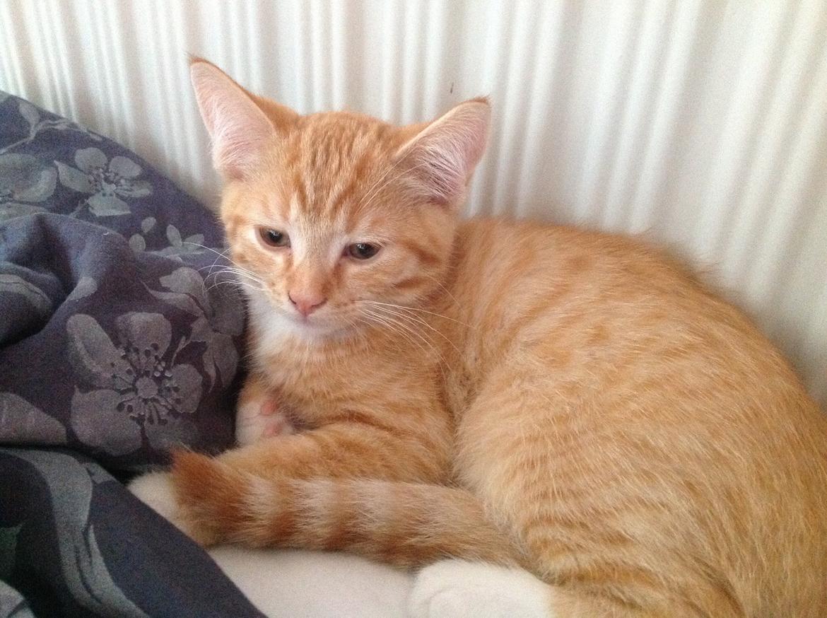 Huskat Cæsar billede 9