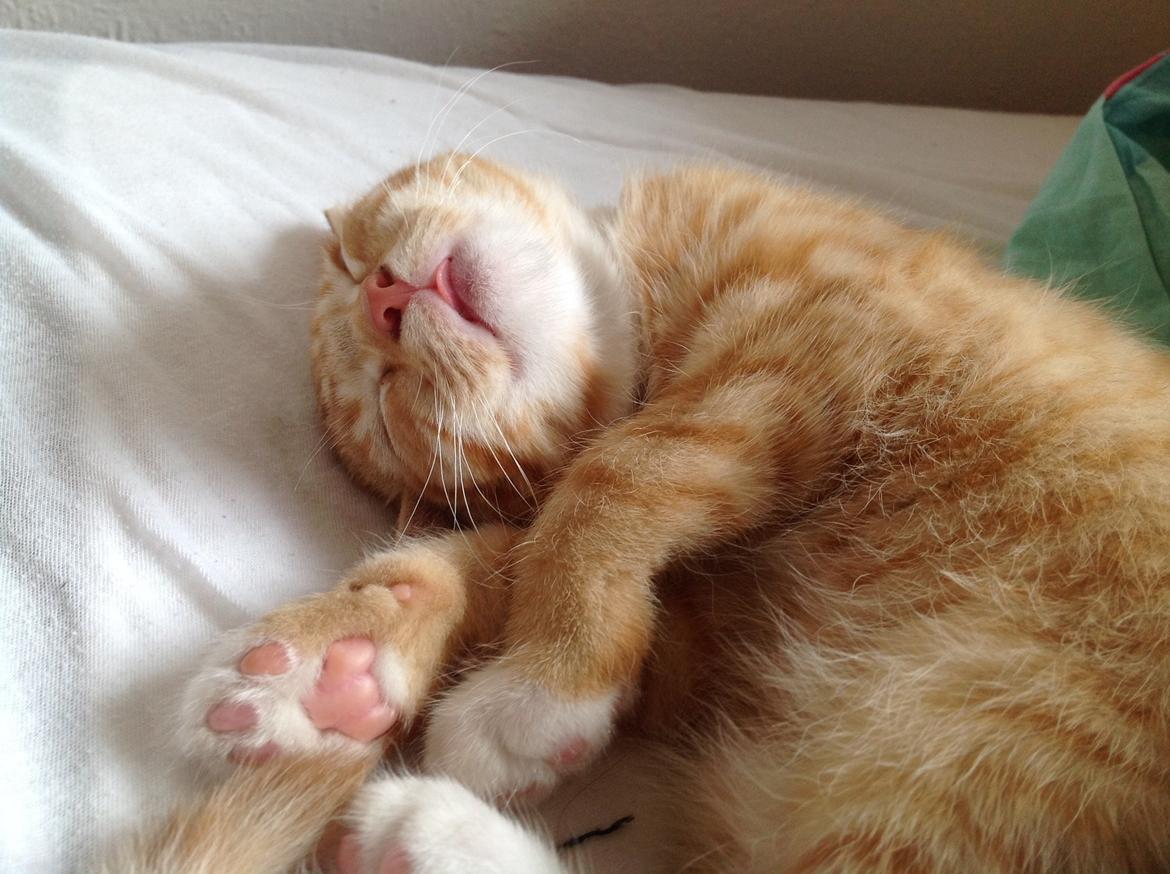 Huskat Cæsar billede 11