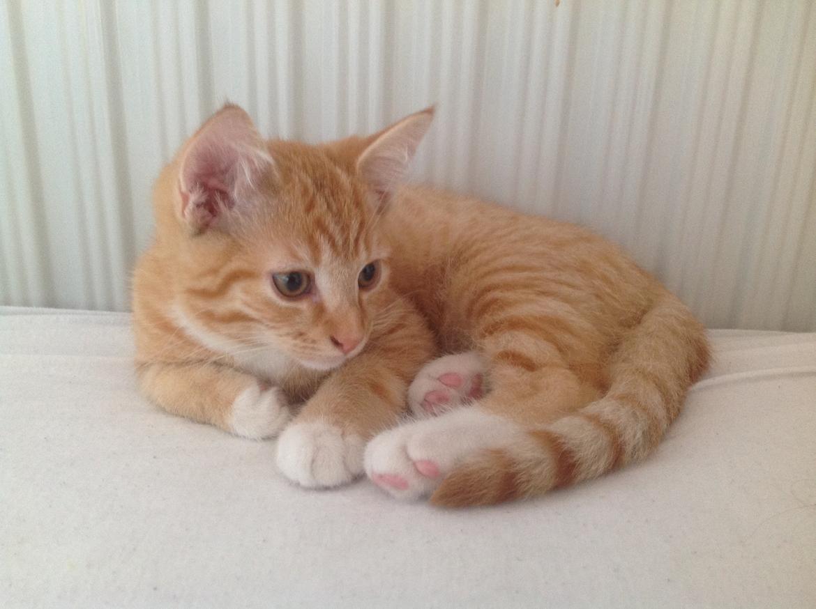 Huskat Cæsar billede 13