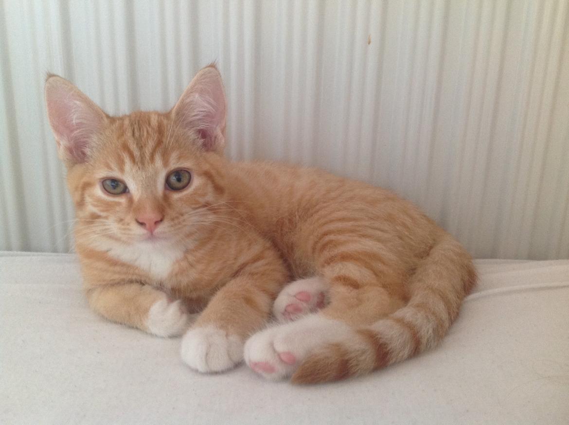 Huskat Cæsar billede 12