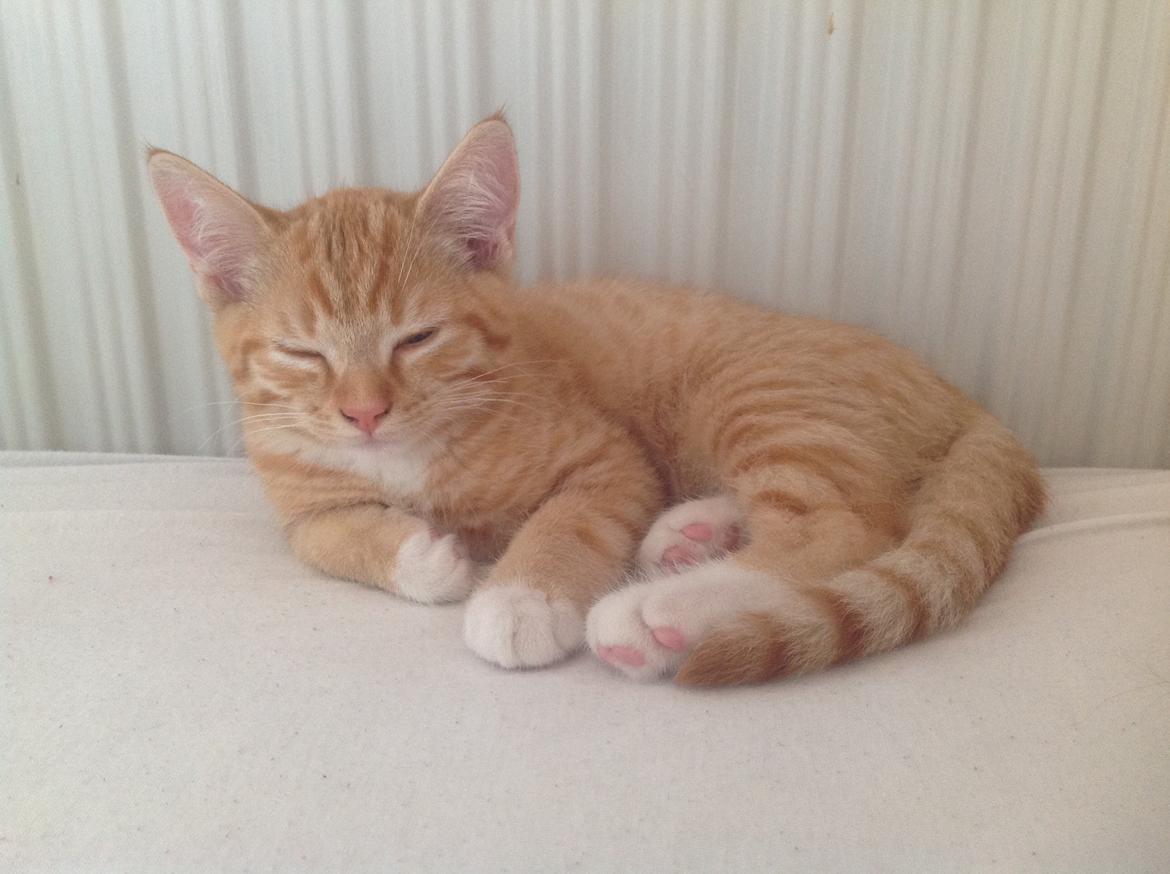 Huskat Cæsar billede 14