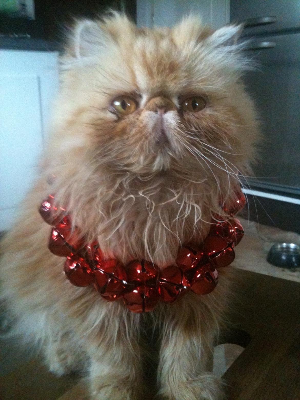 Perser Misty Browns Alfie billede 1