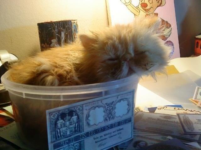 Perser Misty Browns Alfie billede 2