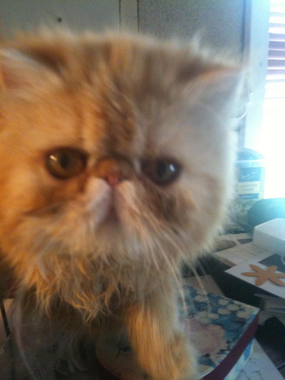 Perser Misty Browns Alfie billede 4