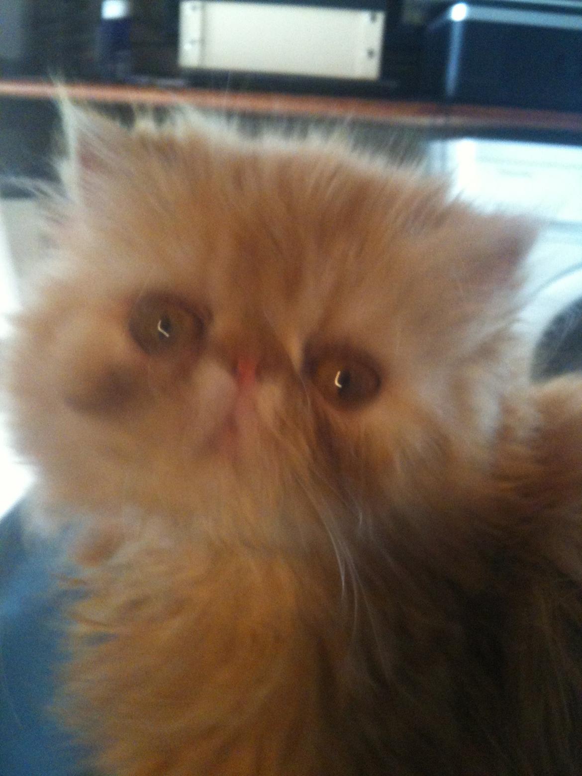 Perser Misty Browns Alfie billede 5