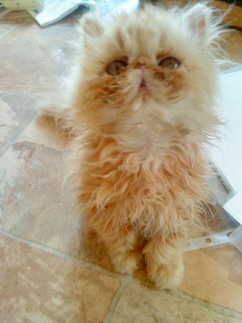 Perser Misty Browns Alfie billede 3