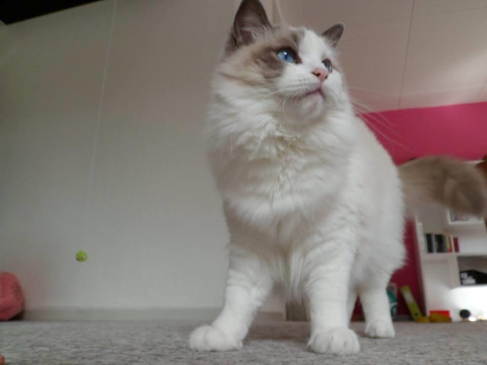 Ragdoll Dk Jaquet Piper Heidsieck billede 3