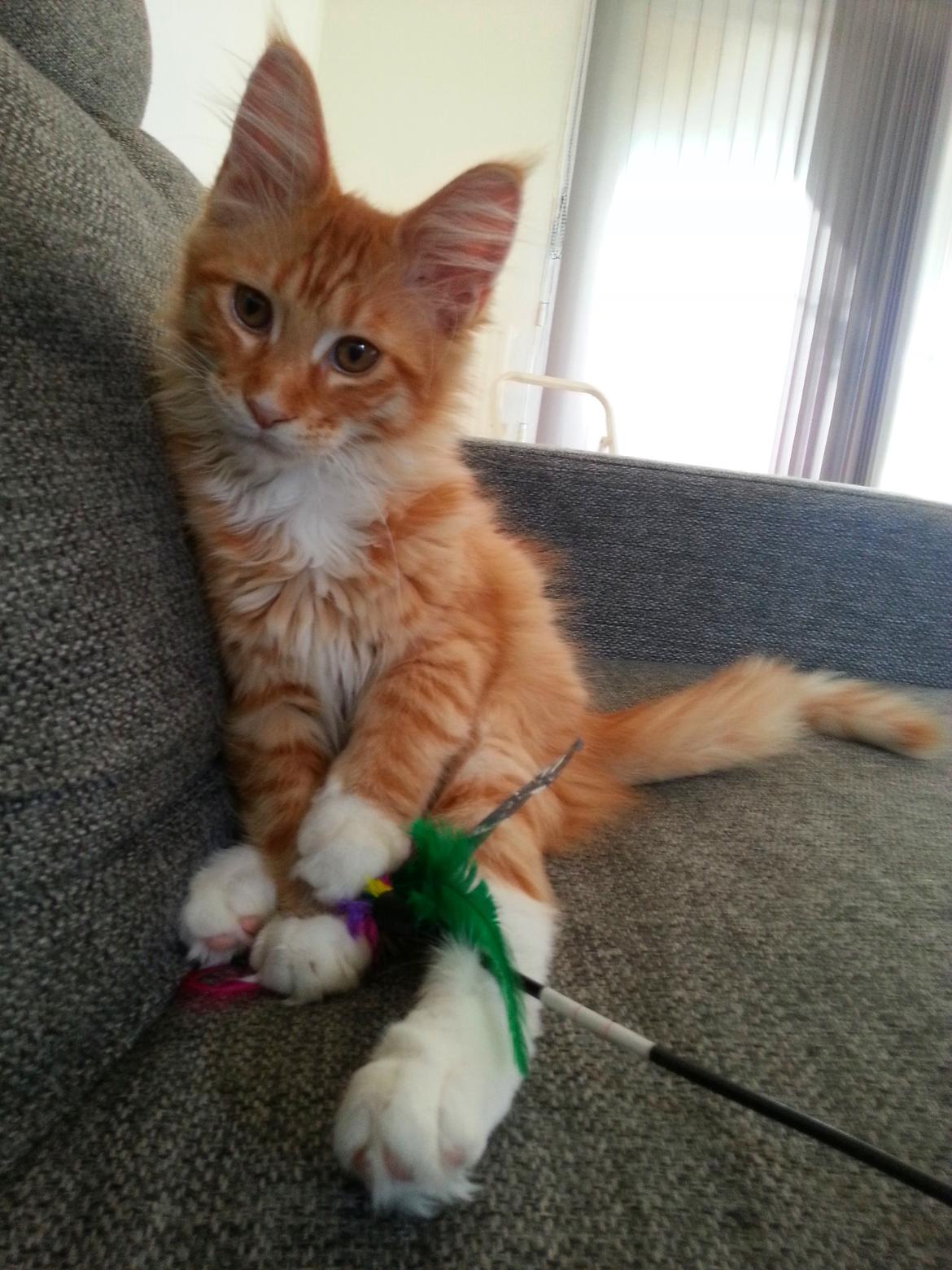 Maine Coon Obi wan kenobi billede 9