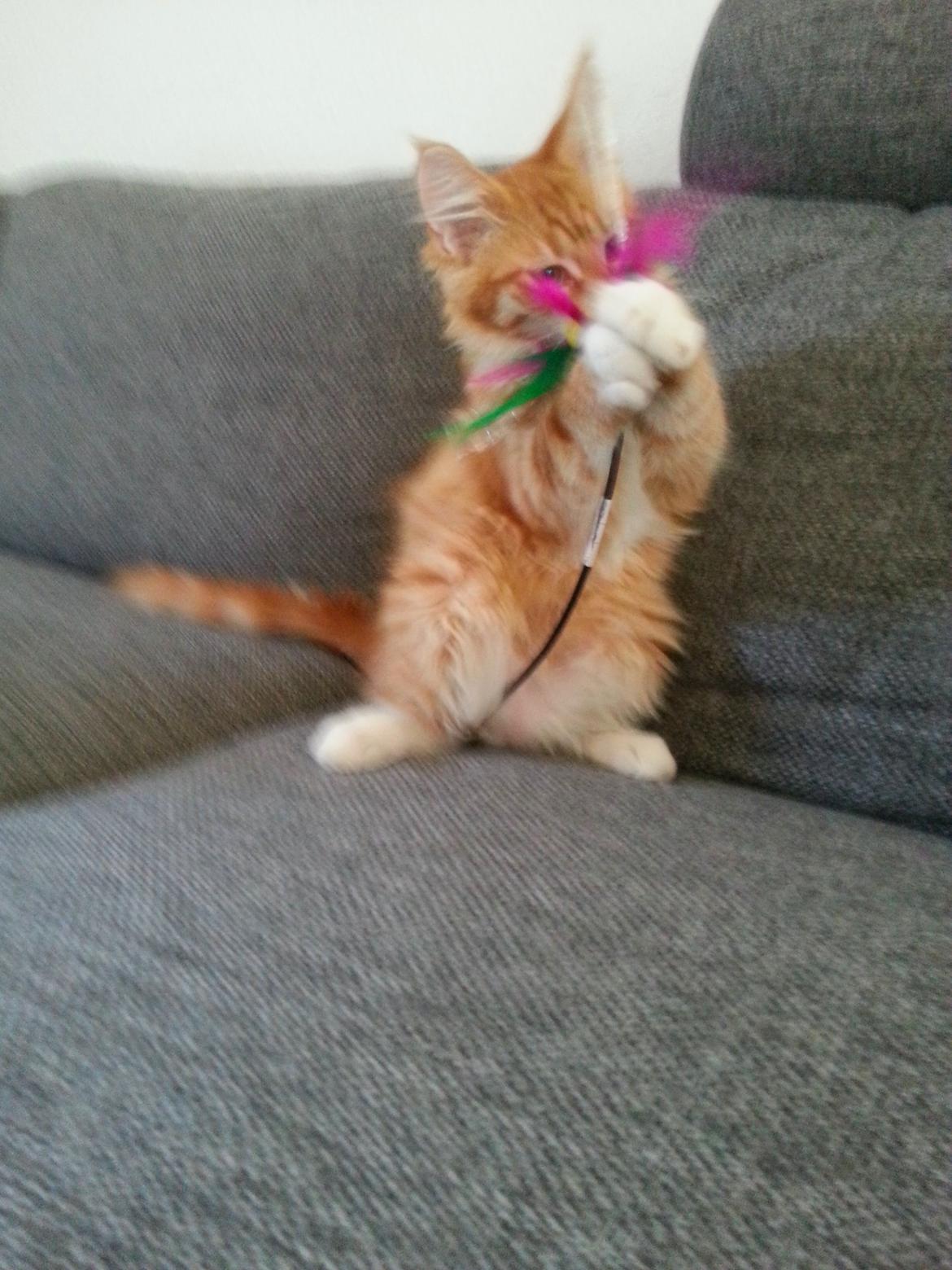 Maine Coon Obi wan kenobi billede 7