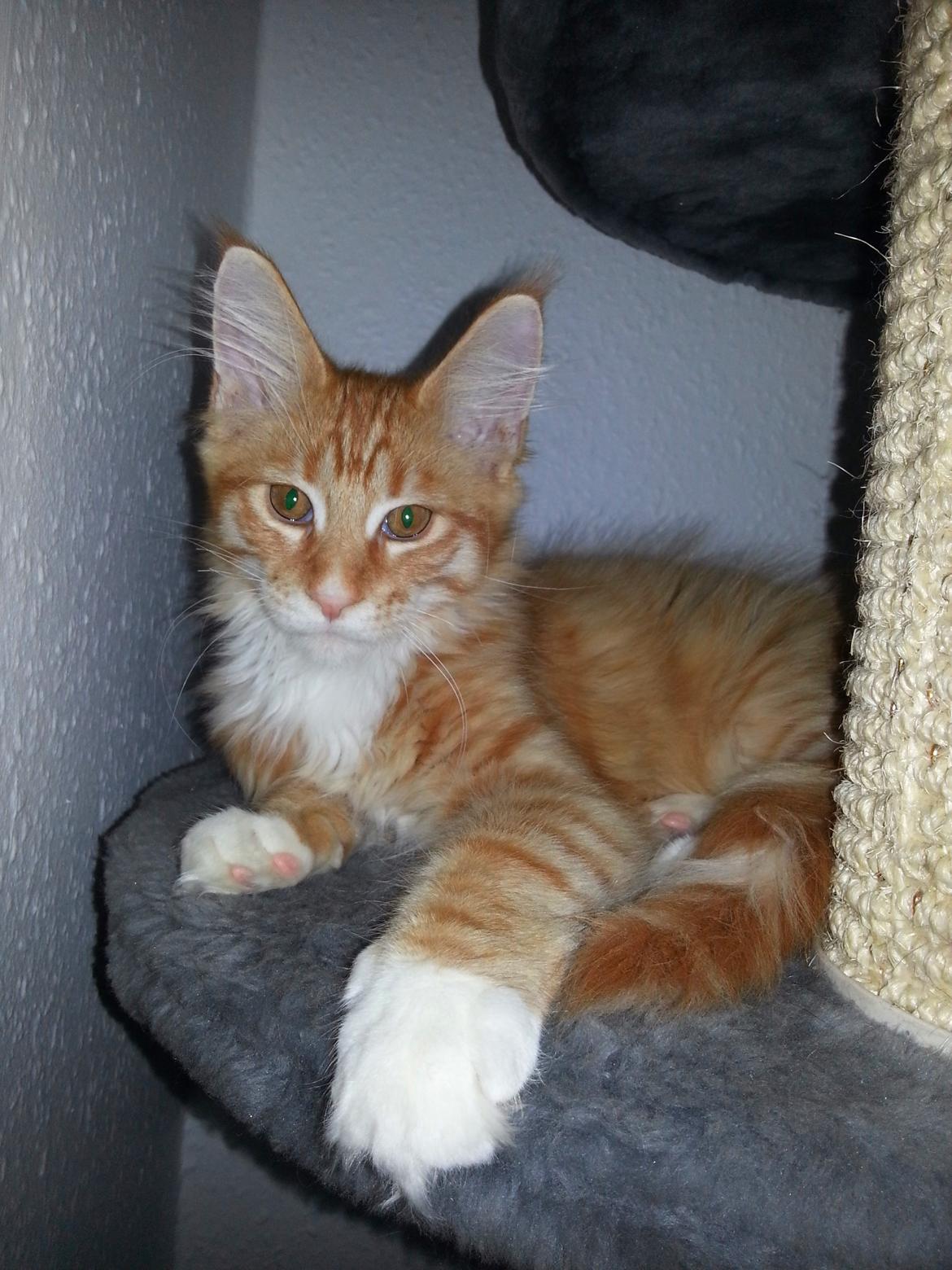 Maine Coon Obi wan kenobi billede 8