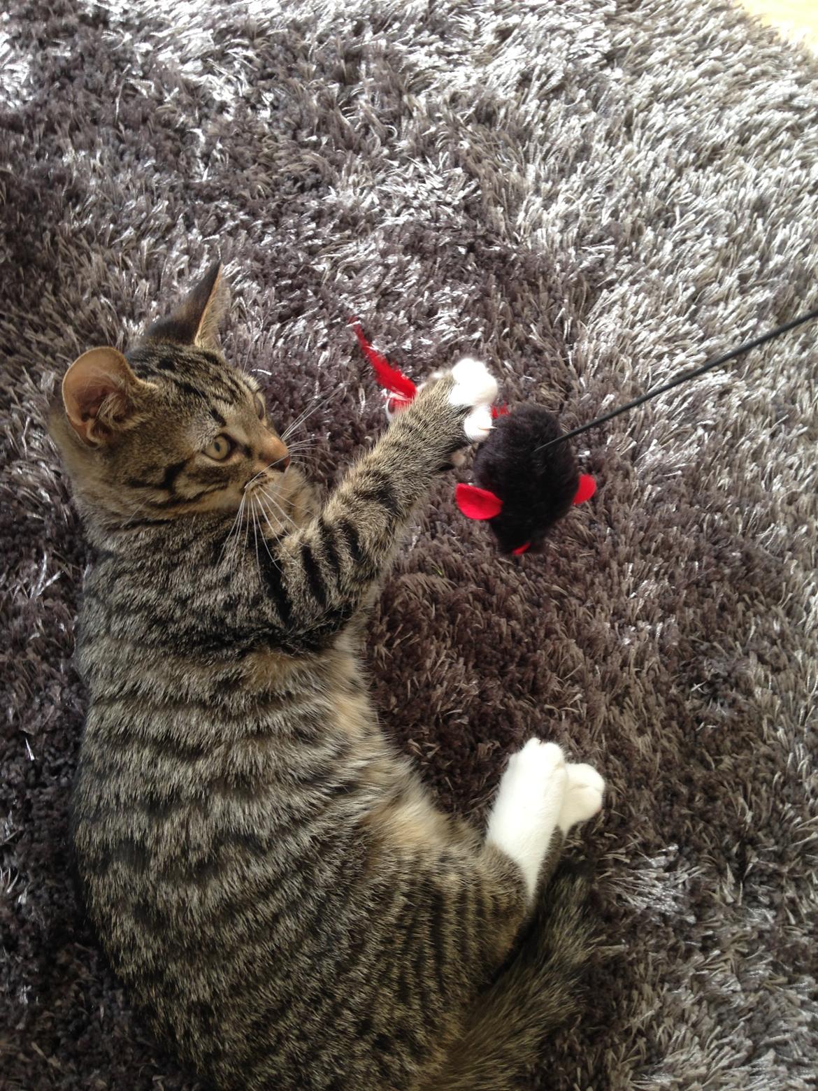 Huskat Figaro - Mit yndlings legetøj lige pt... billede 3