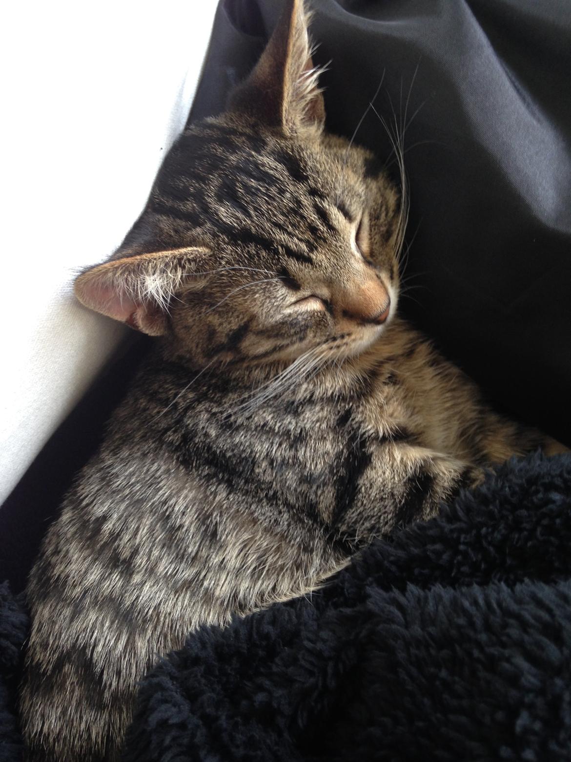 Huskat Figaro - Jeg sover lige, ikke? billede 1