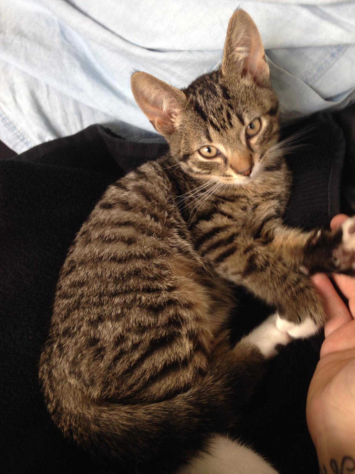 Huskat Figaro - Hej med jer!!! Hyggeligt at møde jer :-) billede 4