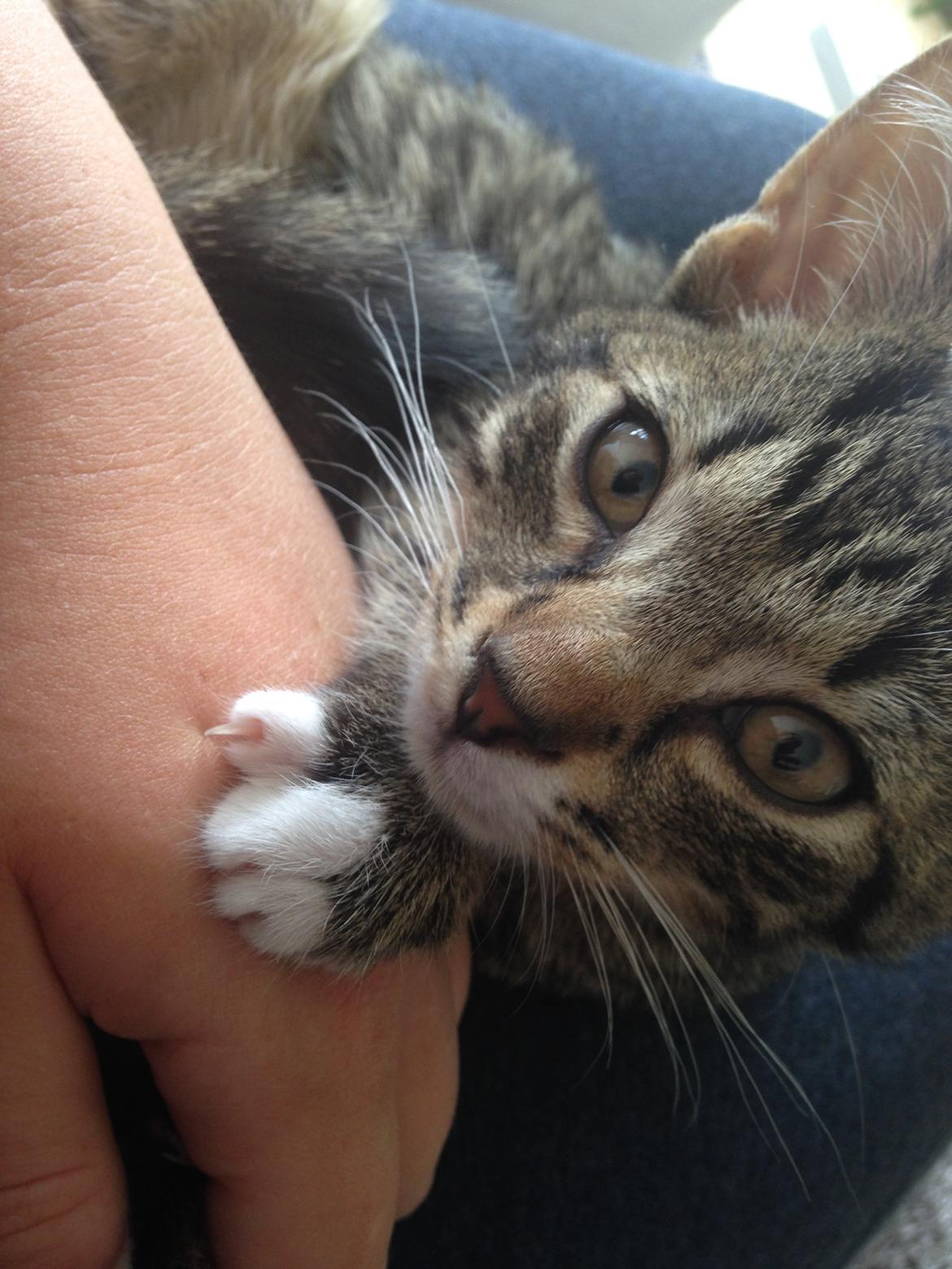 Huskat Figaro - Mooooaaar.... Jeg EEEEELSKER DIG! billede 2