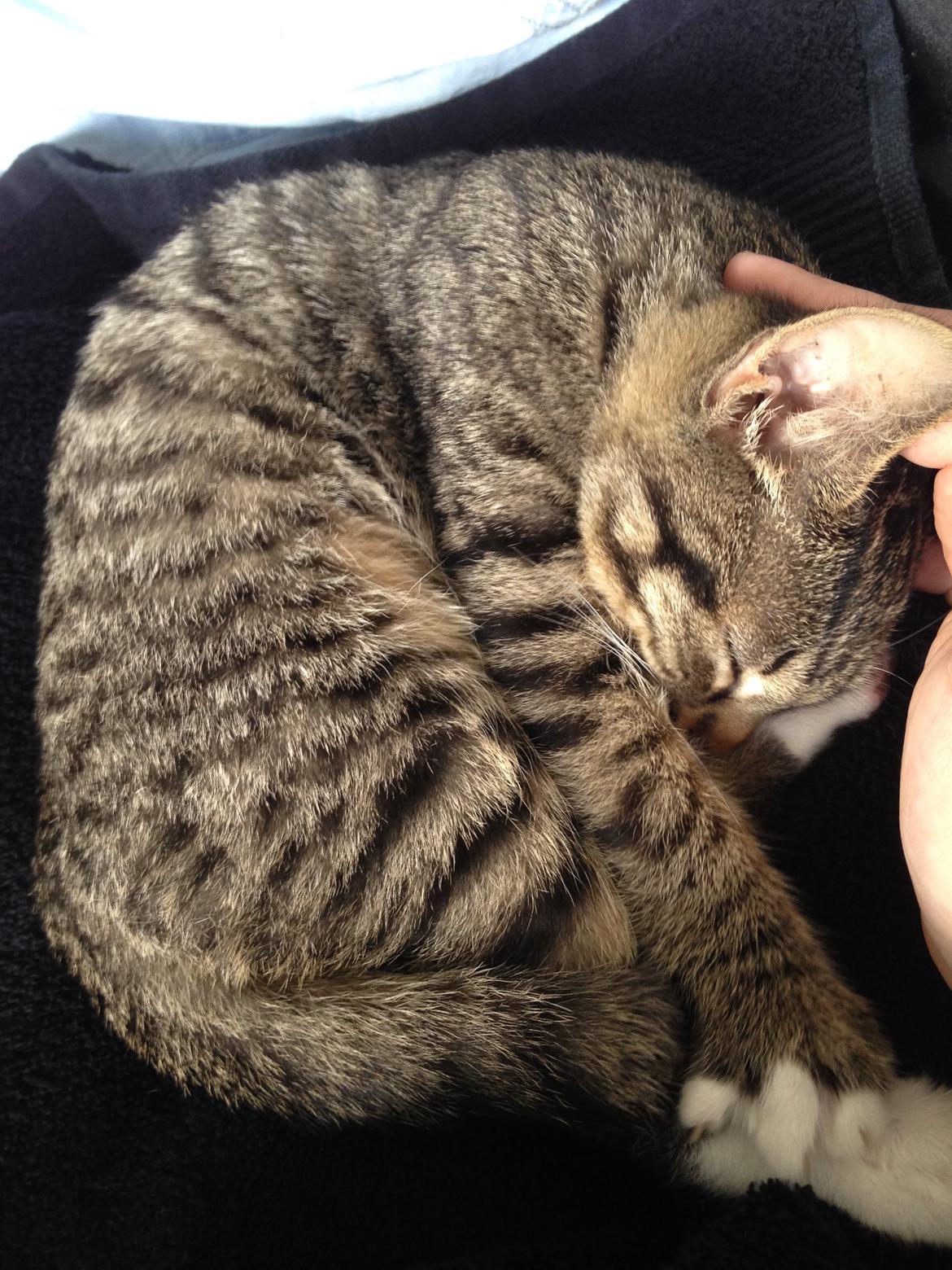 Huskat Figaro - Jeg sover.... shhh billede 5