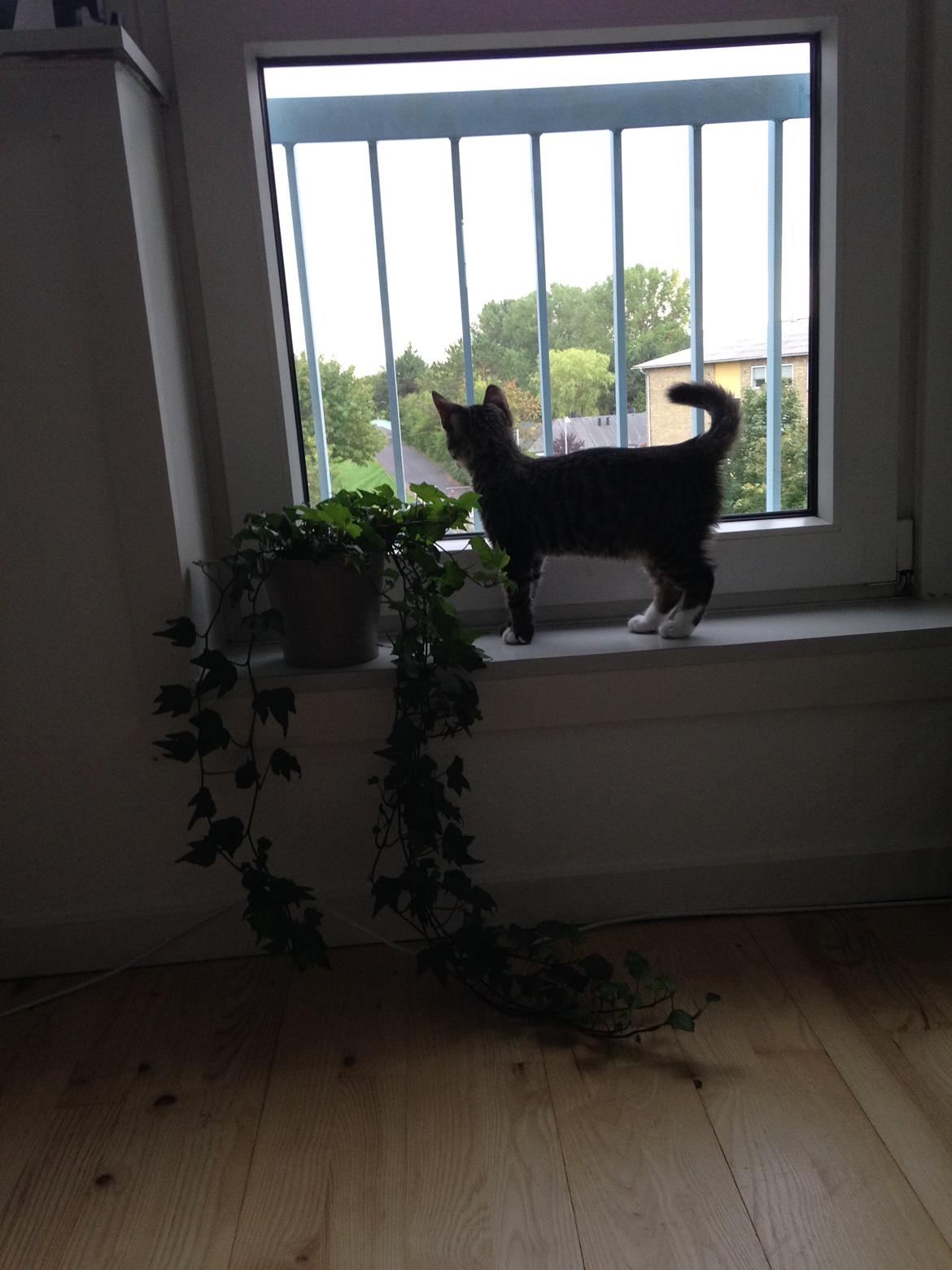 Huskat Figaro - Ja ja, jeg ved godt at jeg ikke må komme ud - så jeg kigger bare, ikke?  billede 6