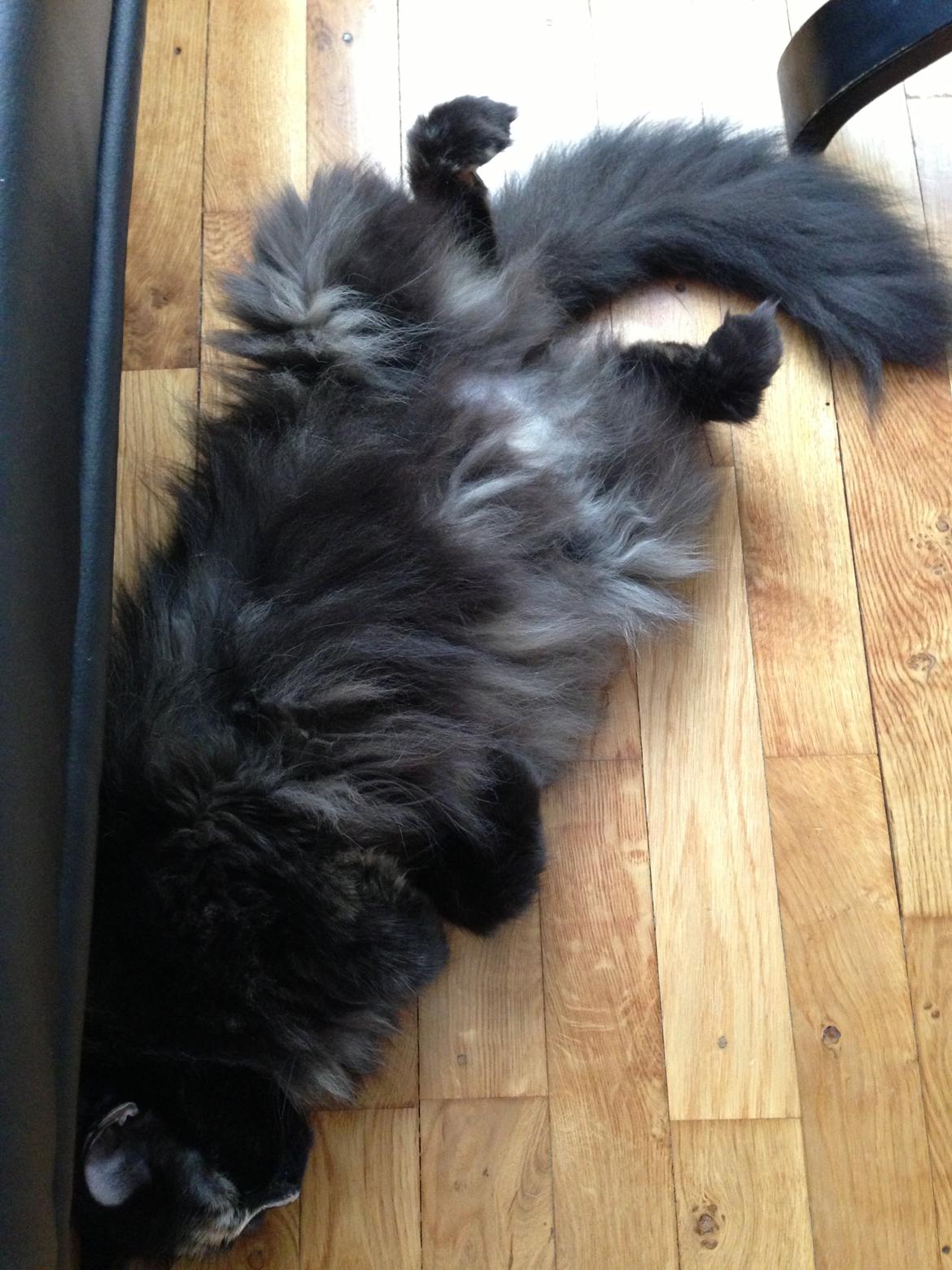 Blanding af racer Bailey billede 8