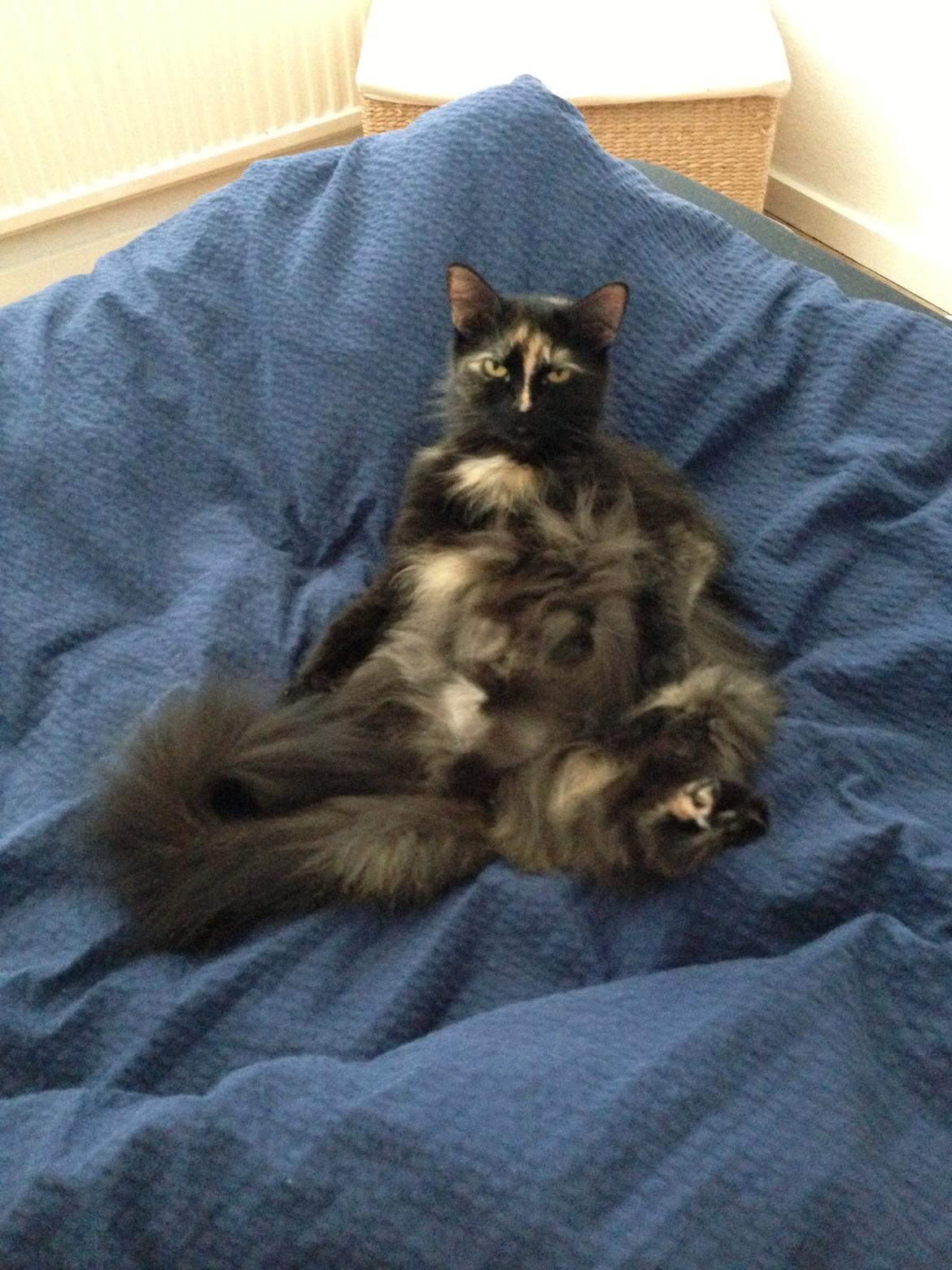 Blanding af racer Bailey billede 9