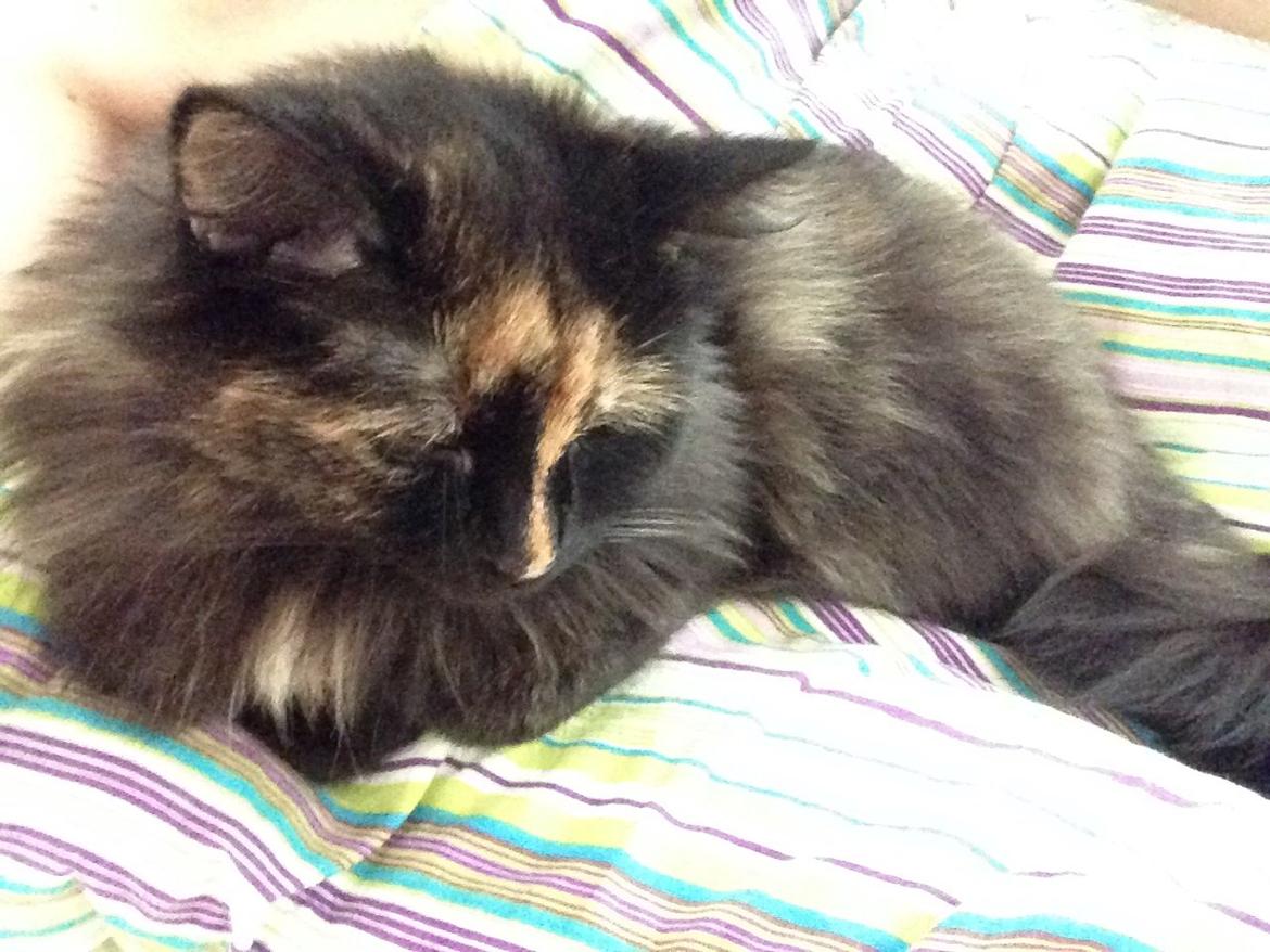 Blanding af racer Bailey billede 10