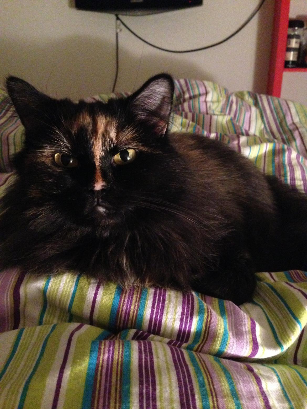 Blanding af racer Bailey billede 11