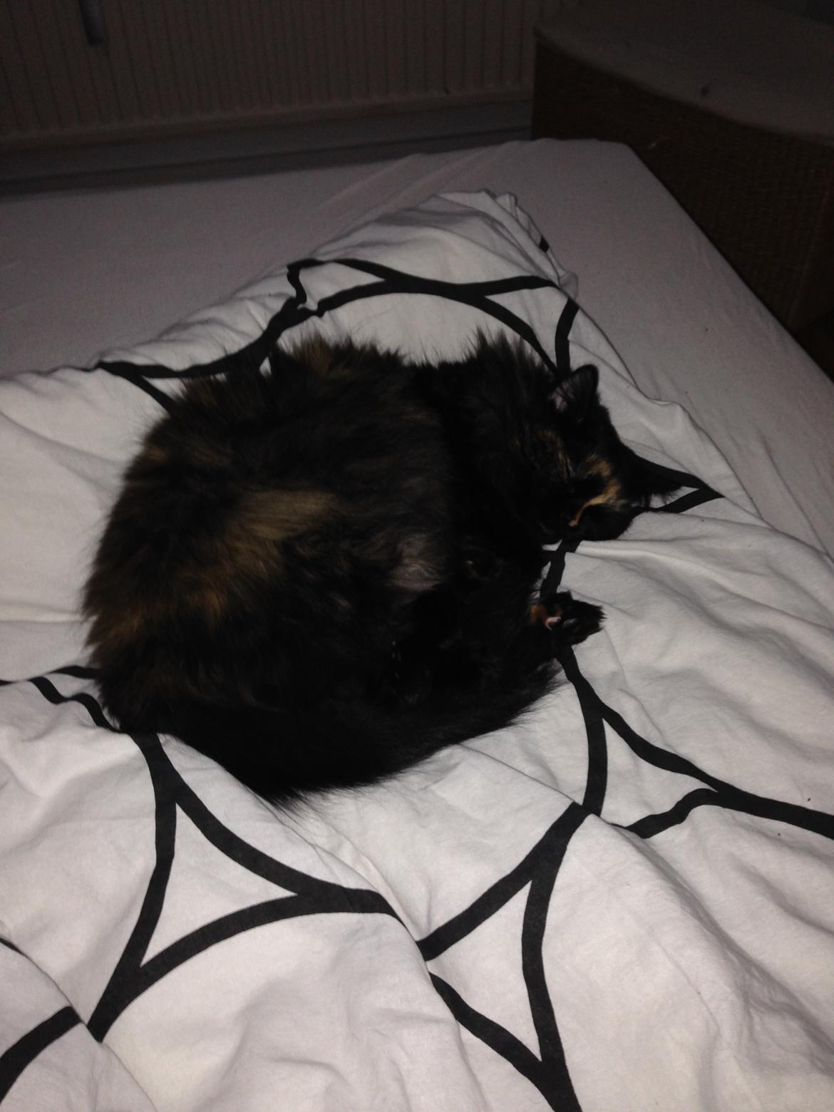 Blanding af racer Bailey billede 12