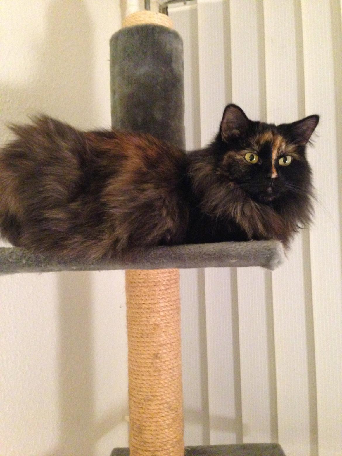 Blanding af racer Bailey billede 1