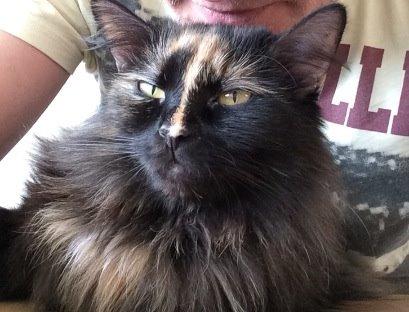 Blanding af racer Bailey billede 4