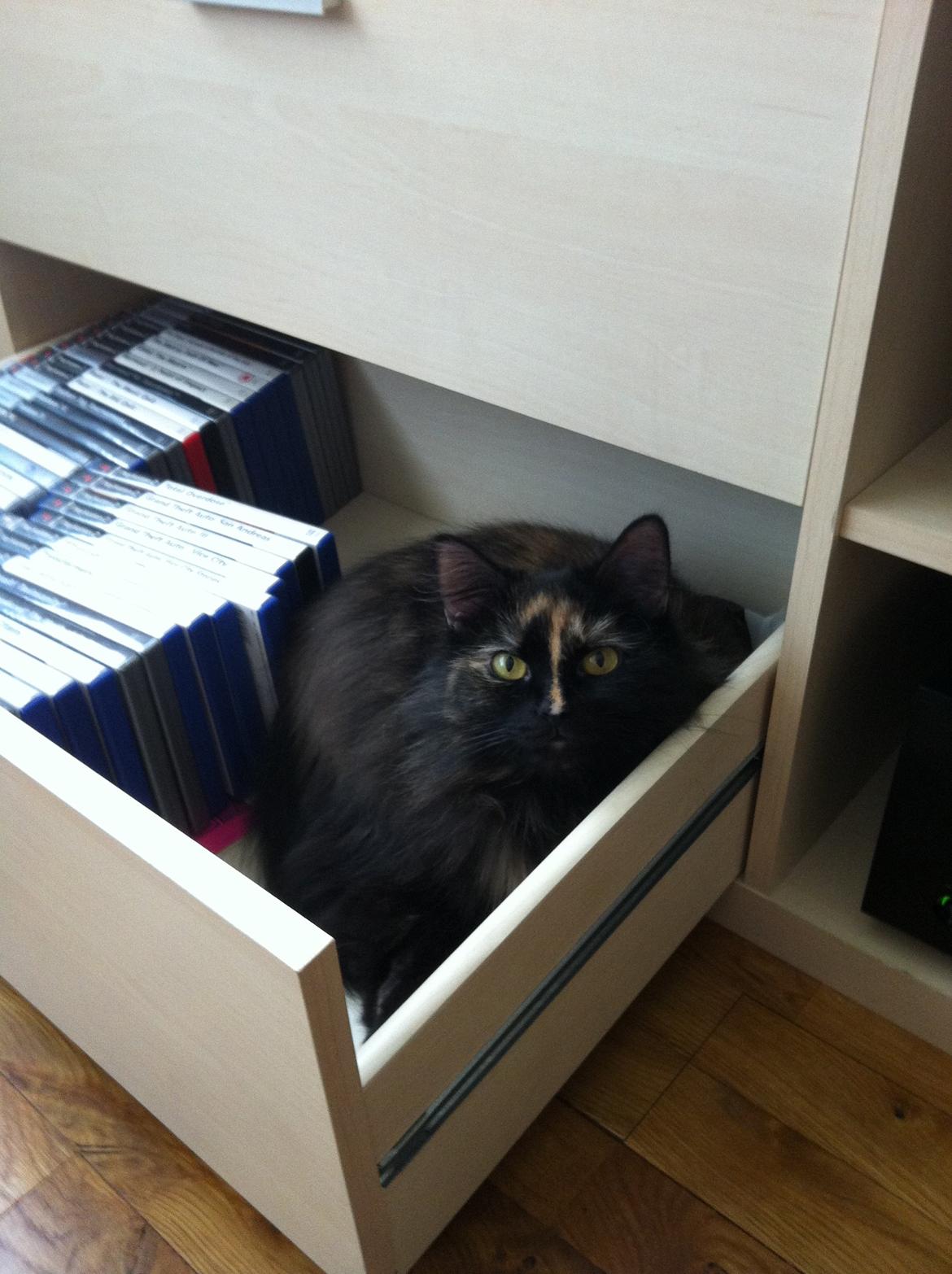 Blanding af racer Bailey billede 7