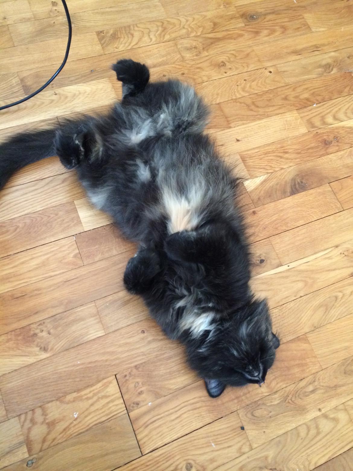 Blanding af racer Bailey billede 5